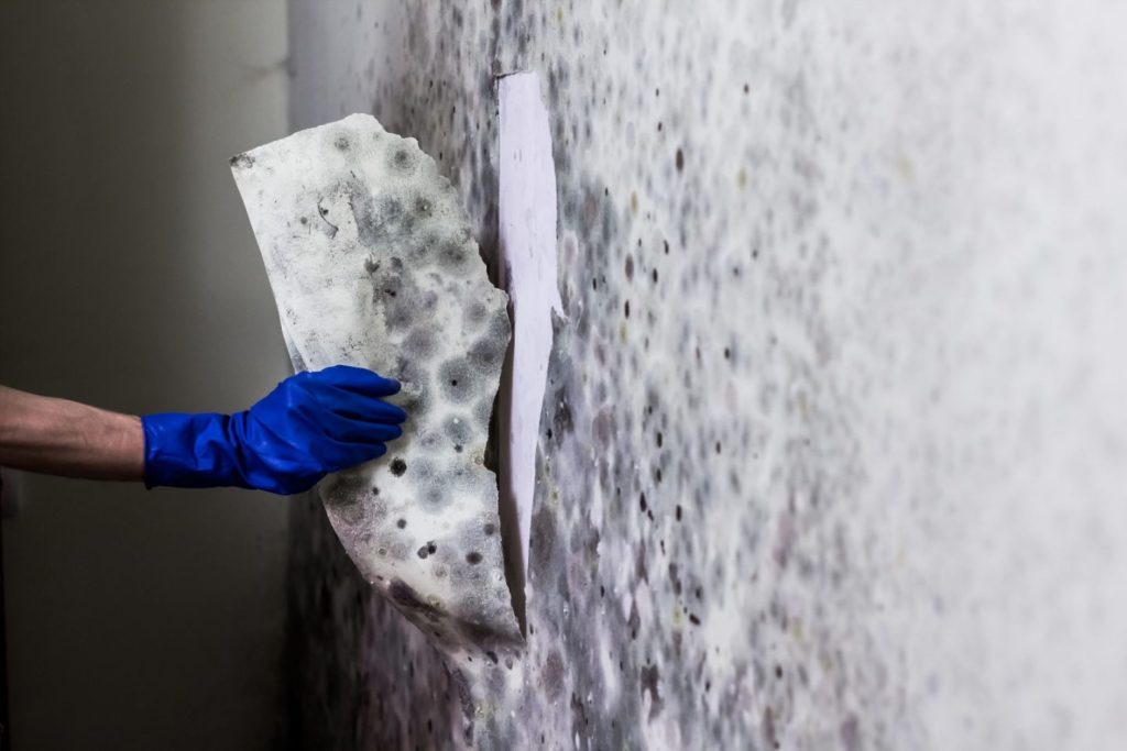 A person with blue gloves cleans mold from a wall, highlighting a mold removal service located in Joliet, IL.
