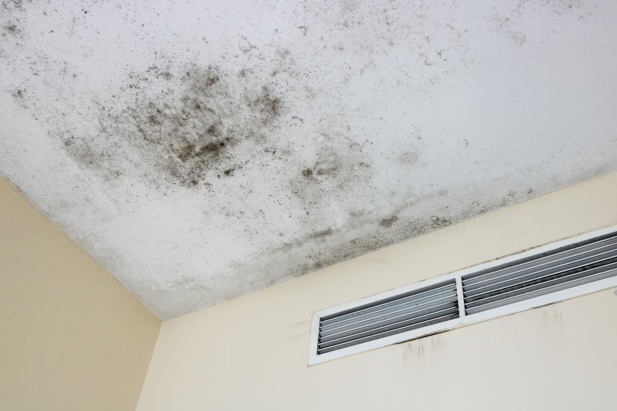 Mold growth on a ceiling, highlighting the need for professional mold removal services to ensure a safe living environment.