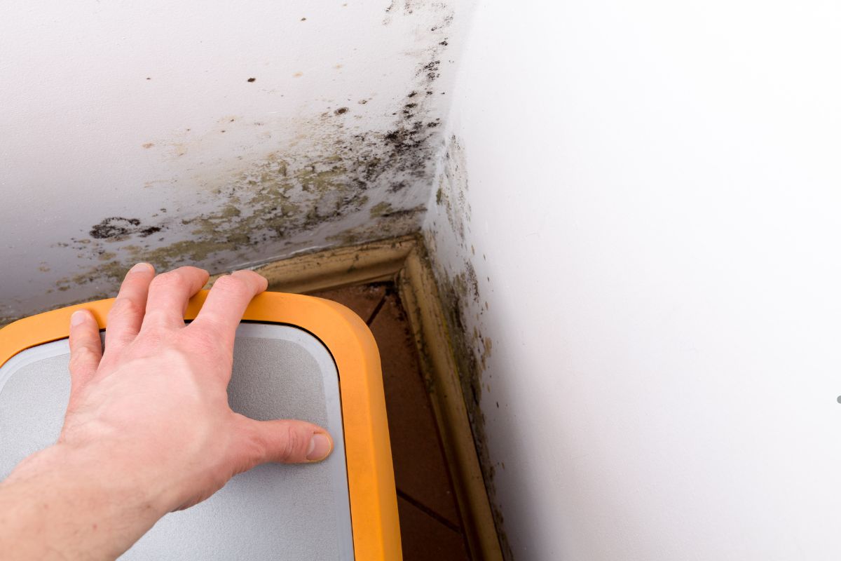 A person reaching for a moldy toilet seat, highlighting the need for professional mold removal services.